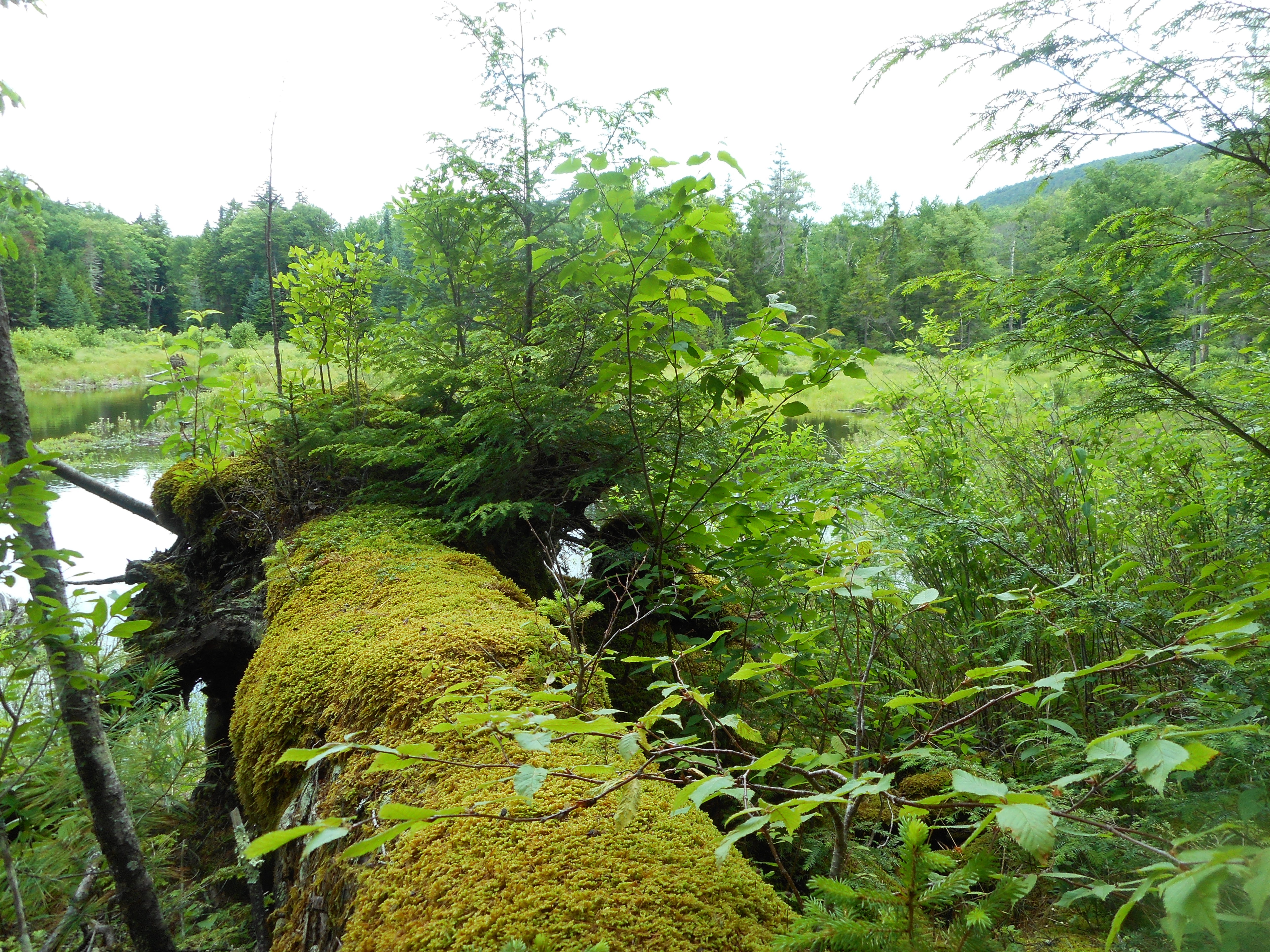 TnT Shanty Brook 7/10/16 MKScott