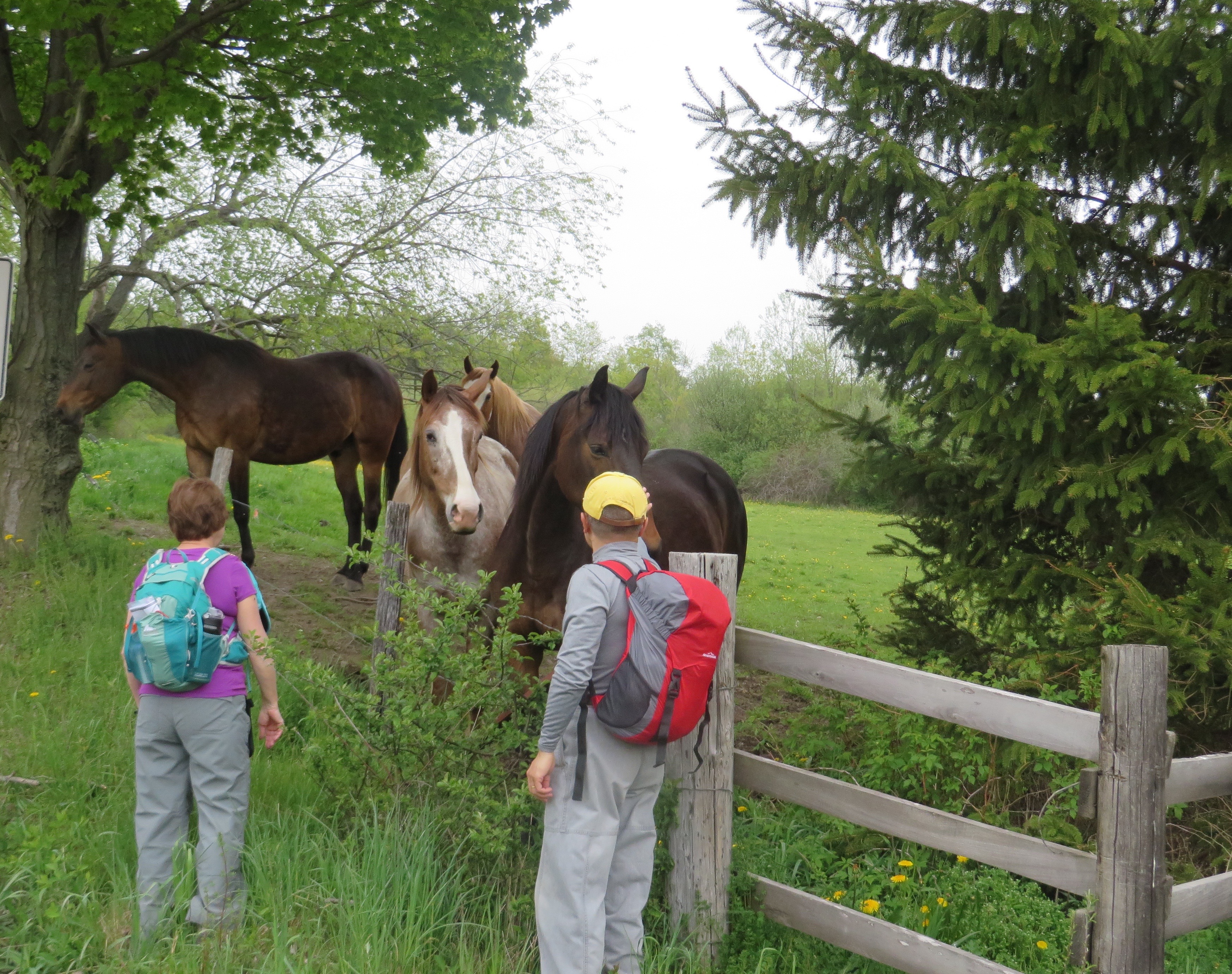 TnT Tassel Hill